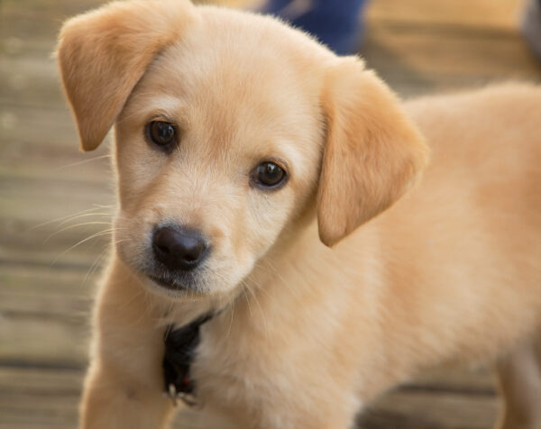 Δείτε σε 40 δευτερόλεπτα πόσο αλλάζει ένας σκύλος μέσα σε ένα χρόνο…