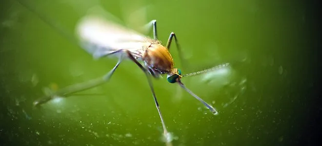 Τι συμβαίνει στον οργανισμό μας όταν μας τσιμπάει κουνούπι και πώς νατο αντιμετωπίσουμε; ΒΙΝΤΕΟ
