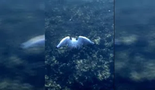 Απίστευτο βίντεο: Χταπόδι πιάνει γλάρο με τα πλοκάμια του!