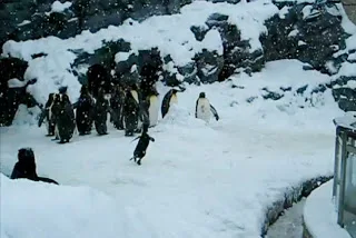 Γνωρίστε τον πραγματικο Happy Feet! Μωρό πιγκουίνος δεν μπορεί να συγκρατήσει τον ενθουσιασμό