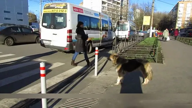 Απίστευτο !Τα ζώα στην Ρωσία ξέρουν πως να περνούν τον δρόμο… [video]