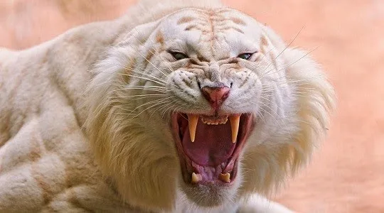 WWF: Ο άνθρωπος αφάνισε τα μισά άγρια ζώα σε 40 χρόνια!