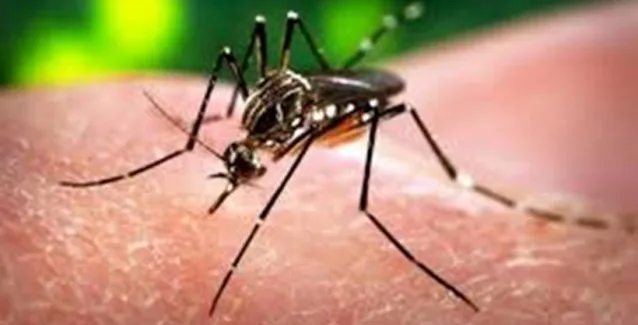 Ο ιός Ζίκα είναι σεξουαλικώς μεταδιδόμενο νόσημα
