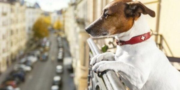 Γονιδιακή θεραπεία για την νυχτερινή τύφλωση σε σκύλους δίνει ελπίδες και για τους ανθρώπους