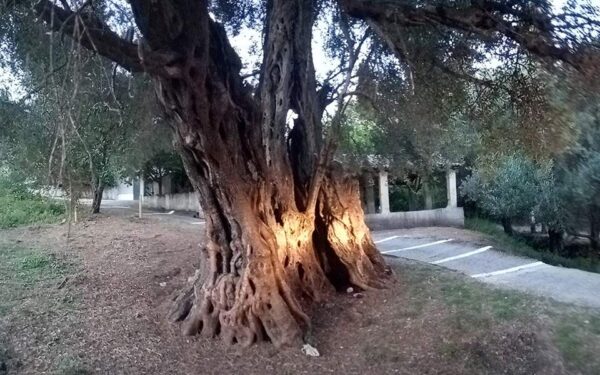 Έρευνα: Ένα στα τρία είδη δέντρων της Γης κινδυνεύουν με εξαφάνιση