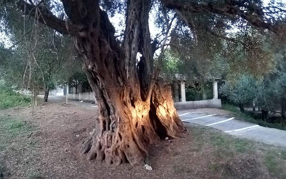 Έρευνα: Ένα στα τρία είδη δέντρων της Γης κινδυνεύουν με εξαφάνιση