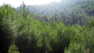 Μέχρι πότε παρατείνεται η απαγόρευση διέλευσης και παραμονής στα δάση